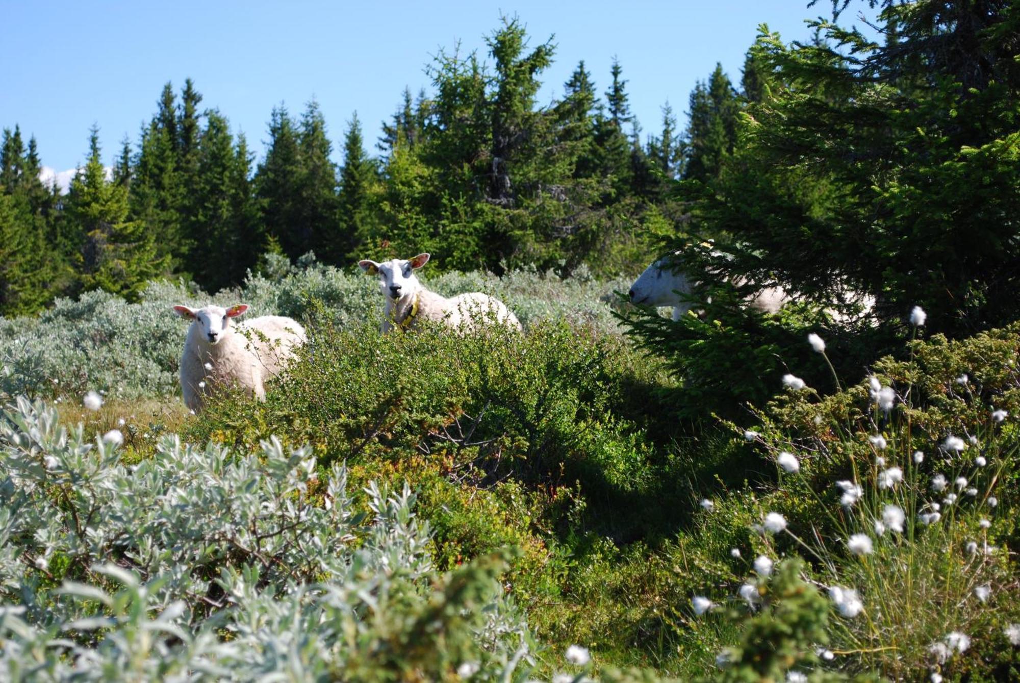 Nordseter Fjellpark, Hyttegrend 外观 照片